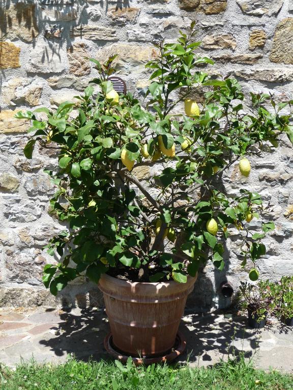 Podere Sant'Angelo Roccalbegna Εξωτερικό φωτογραφία