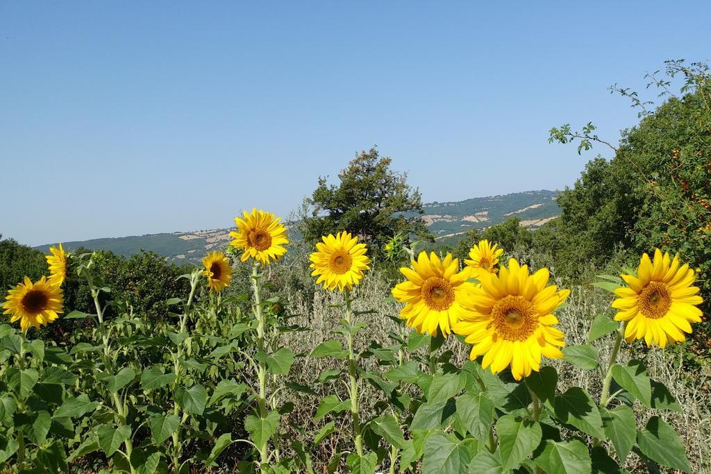 Podere Sant'Angelo Roccalbegna Εξωτερικό φωτογραφία